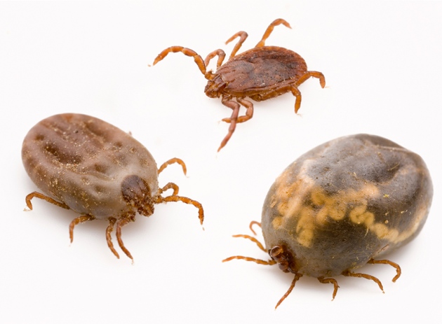 It’s not just Lyme disease: Ticks are a growing global health problem