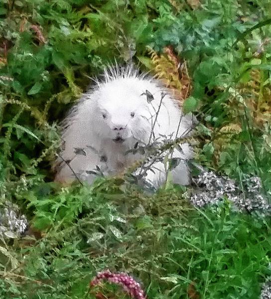 What’s white and white, and prickly all over? Albino porcupine, of coure