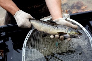 John Viar, a wildlife biologist, measures and weighsthe salmon in Lake Winnipesaukee. Smaller fish will be released back into the pond, while larger ones will be kept until they shed eggs in the next couple of weeks. (IAIN WILSON / Monitor staff) - Concord Monitor