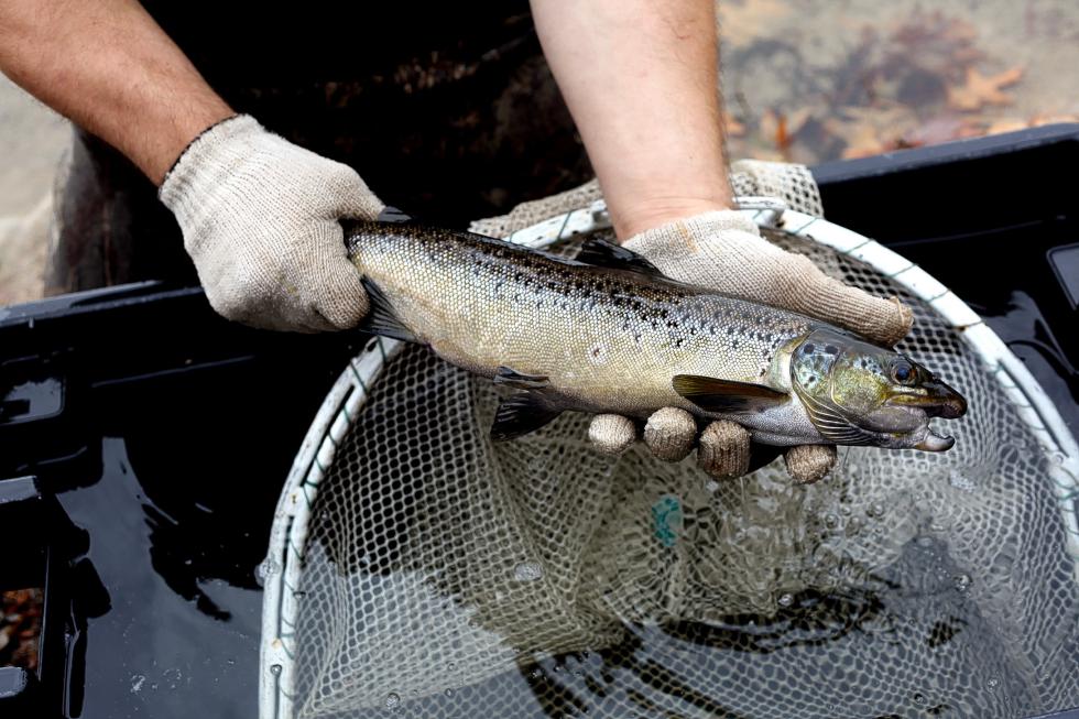 John Viar, a wildlife biologist, measures and weighsthe salmon in Lake Winnipesaukee. Smaller fish will be released back into the pond, while larger ones will be kept until they shed eggs in the next couple of weeks. (IAIN WILSON / Monitor staff)