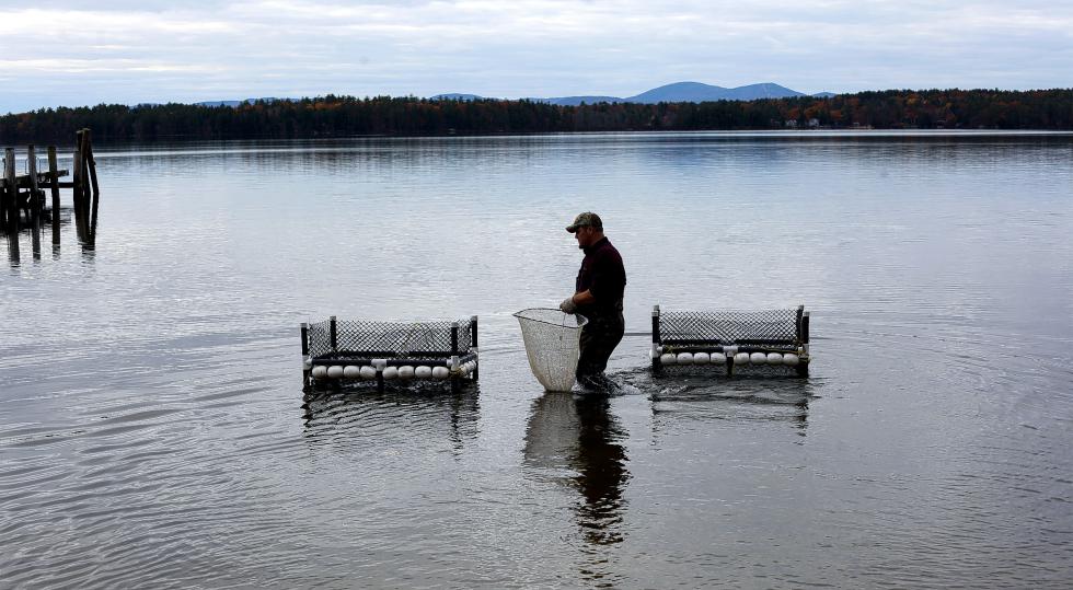 Chris Perkins, a biological assistant with New Hampshire Fish and Game, carries a net filled with salmon in Tuftonboro. The fish will be counted and weighed. (IAIN WILSON / Monitor staff