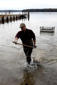 Chris Perkins, a biological assistant with New Hampshire Fish and Game, carries a net filled with salmon in Tuftonboro. The fish will be counted and weighed. - Concord Monitor