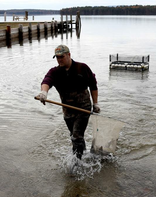 Chris Perkins, a biological assistant with New Hampshire Fish and Game, carries a net filled with salmon in Tuftonboro. The fish will be counted and weighed.