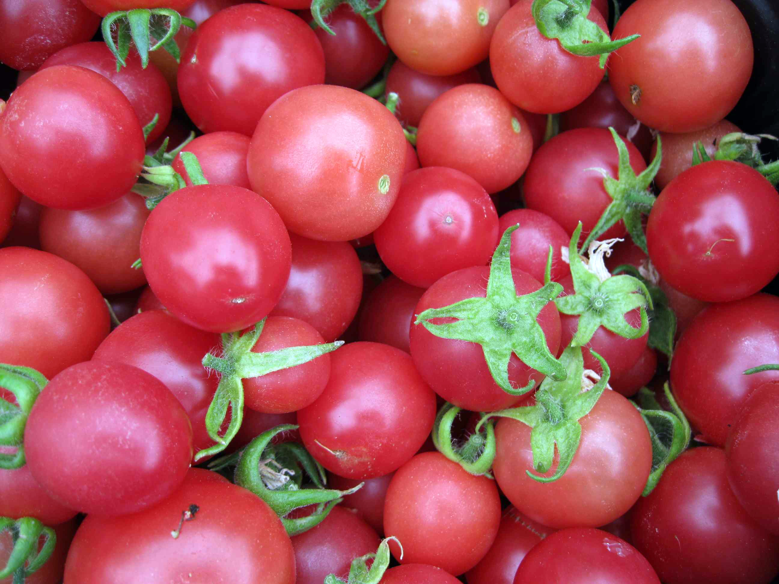 UNH develops a new type of cherry tomato … mmmmmmm
