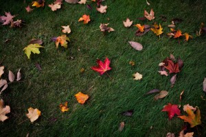 Maple tree leaves are seen on a lawn in Concord on Thursday, Oct. 1, 2015.  (ELIZABETH FRANTZ / Monitor staff) - ELIZABETH FRANTZ | Concord Monitor