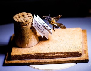 A giant resin bee--an invasive bee--is pinned under a microscope for people to look at the New Hampshire Pollinators Conference, at the Grappone Center on Monday. The conference discussed ways to support natural pollinators as well as honeybees. (GEOFF FORESTER / Monitor staff) - GEOFF FORESTER | Concord Monitor