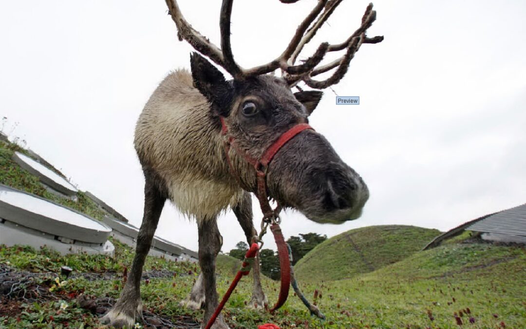 ap reindeer photo