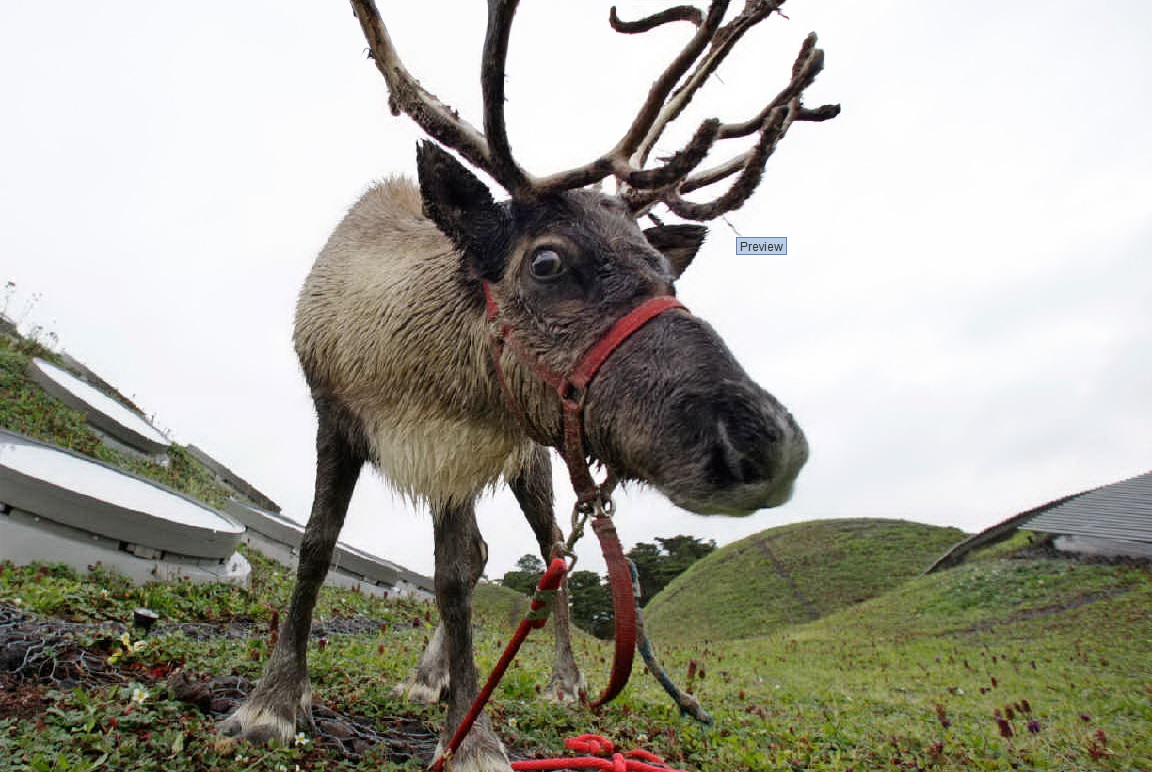 More science-y Christmas fun: Rudolph’s red nose