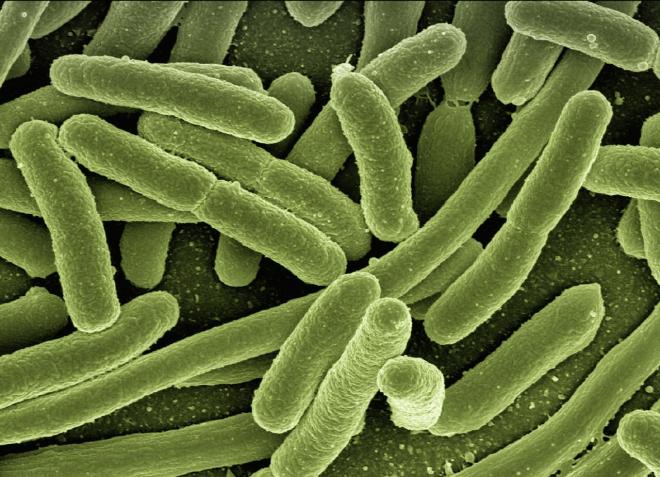 bacteria public image