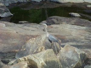 heron poop pic