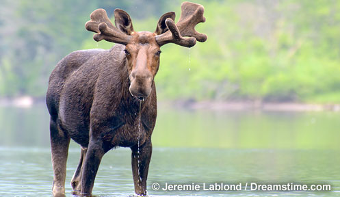 Interesting job of the week: Net-gunning moose from a helicopter so you can study them