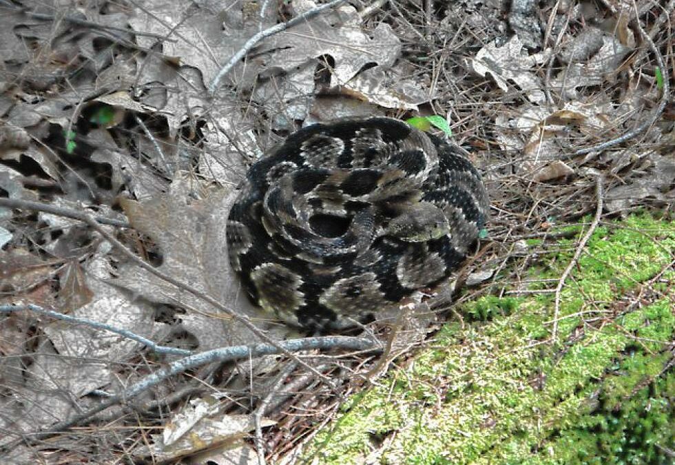 This timber rattlesnake was sunning itself on the side of a hiking trail in eastern New York State in 2014, and ignored the hikers who stopped to take its photo. (DAVD BROOKS / Monitor staff)