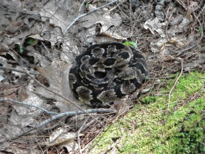 This timber rattlesnake was sunning itself on the side of a hiking trail in eastern New York State in 2014, and ignored the hikers who stopped to take its photo. (DAVD BROOKS / Monitor staff) -