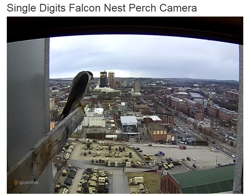 Watching a live-stream falcon webcam is soothing, except for the sex