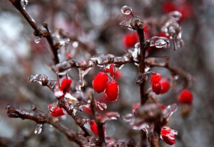 A bush is covered with ice on Perley Street in Concord on Wednesday.  (GEOFF FORESTER / Monitor staff) - Concord Monitor