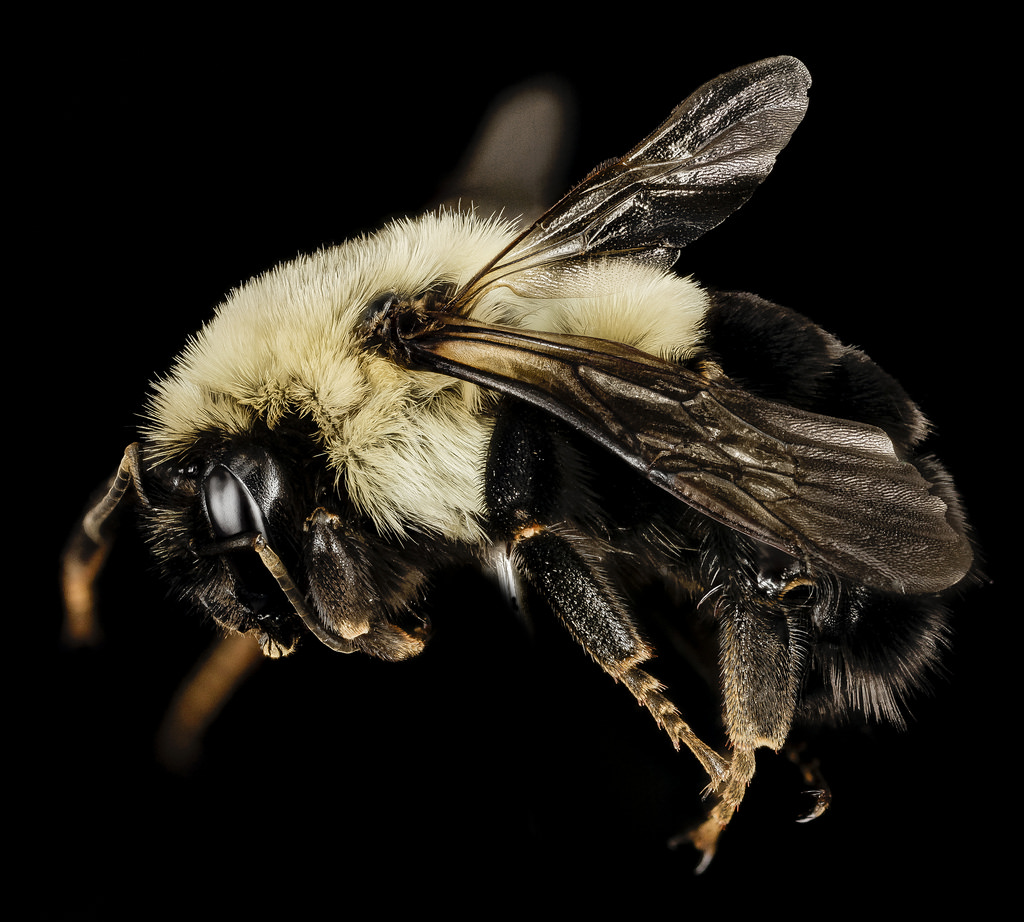 Survey says N.H. has more than 100 bee species – 17 of them previously unrecorded