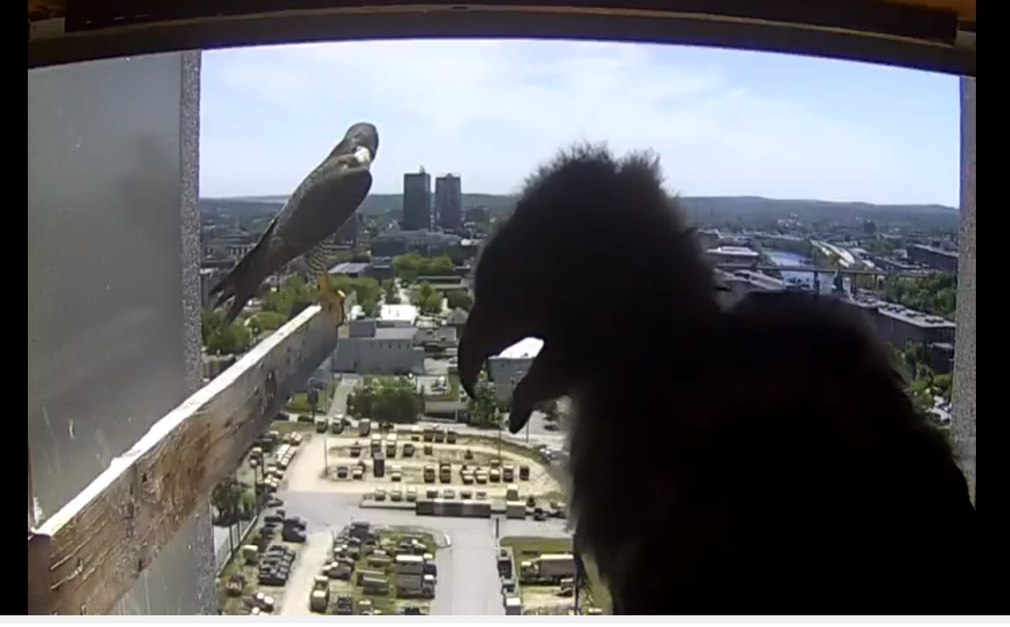 The endlessly fascinating falcon webcam