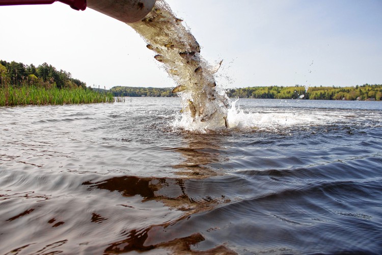 The herring run on the Merrimack River is the best in two decades – but why?