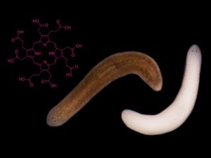 Flatworms under standard laboratory conditions (brown) are pictured with flatworms subjected to intense light exposure (de-pigmented), along with a schematic representation of a porphyrin molecule (pink).