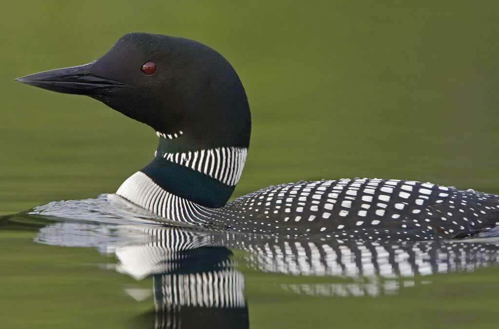 Common_Loon UNH pic