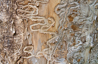 Emerald ash borer may not wipe out America’s ash trees, after all