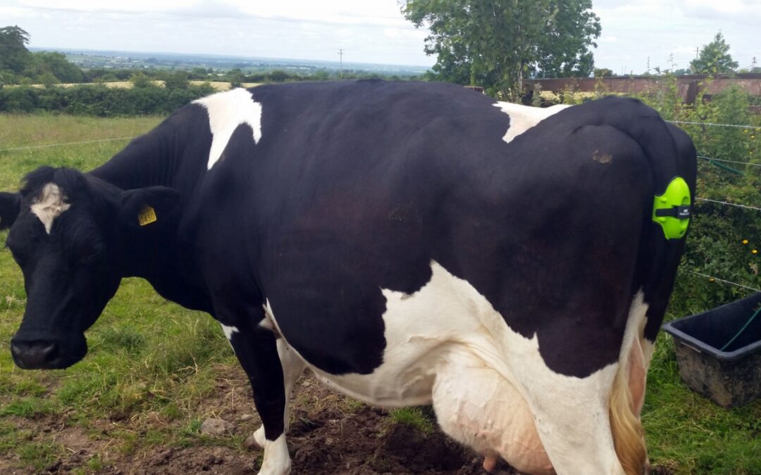 cow send text