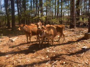 UNH recently cleared a silvopasture area for heifers at the UNH Organic Dairy Research Farm. Once the pasture is established, the heifers will graze among the trees. For now, they are enjoying their new environment with more shade. Credit: UNH