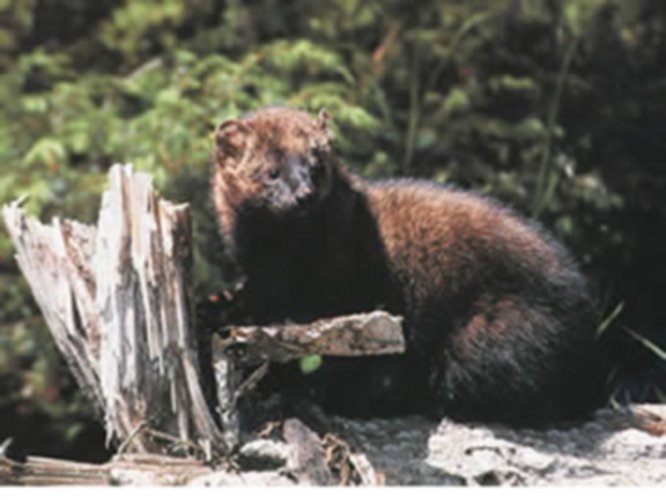 Fisher (not fisher cat) population is down in NH – but why?