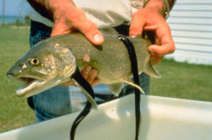 Lampreys attached to a lake trout (wikipedia photo)