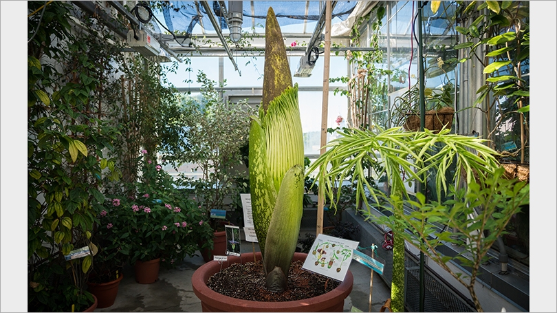 Dartmouth’s stinky ‘corpse flower’ is set to bloom again