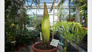 Dartmouth’s titan arum, or corpse flower, is getting ready to bloom at the Life Sciences Greenhouse. (Photo by Eli Burakian ’00)