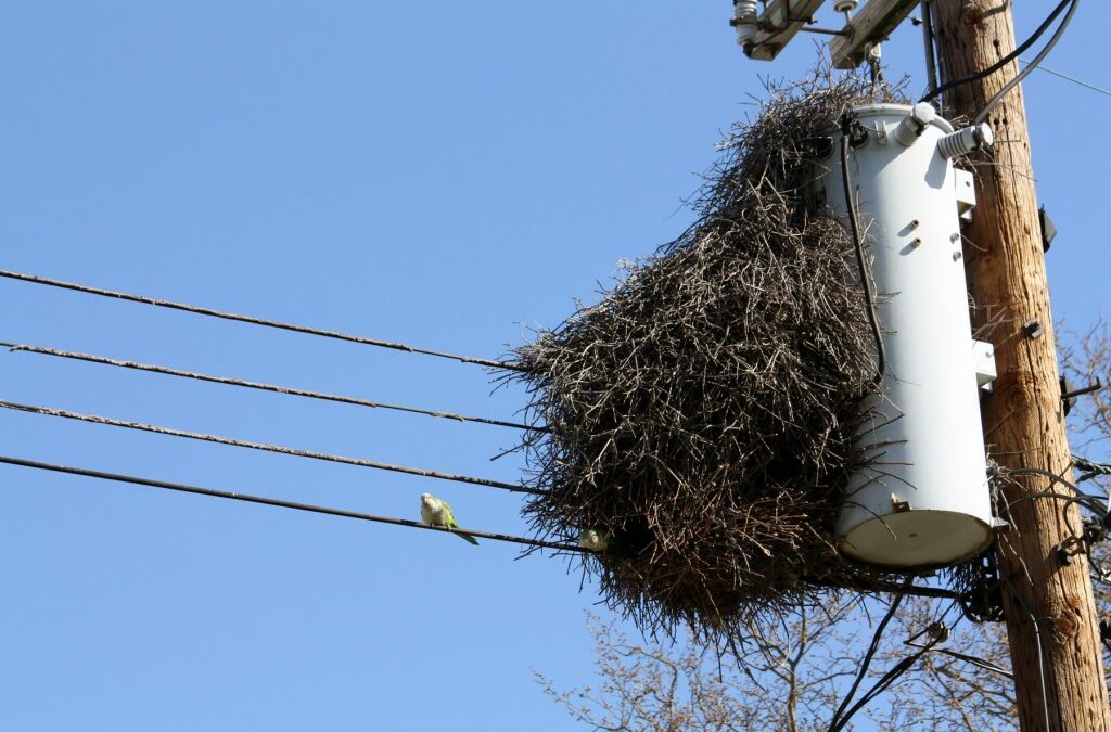 quaker-parrot-nest