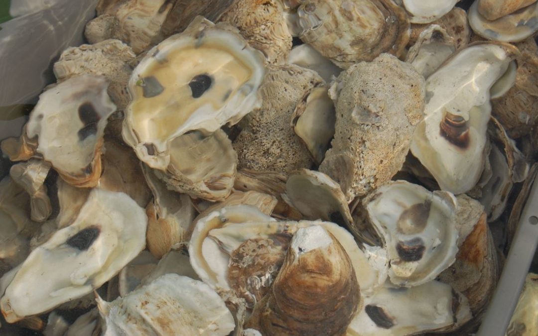 UNH researchers hone in on oyster-tainting bacteria