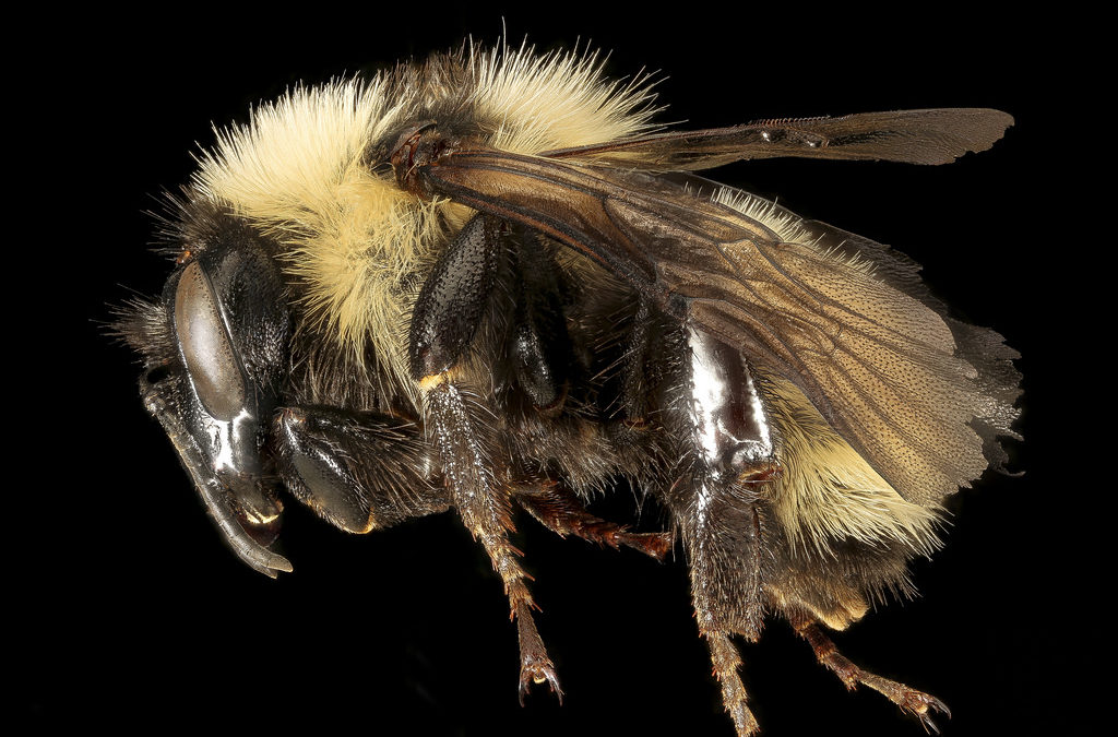 White Mountains are home to 140 native bee species