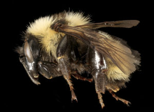 Scientists found one specimen of the golden northern bumble bee (Bombus fervidus) in the WMNF. This bumblebee is declining in the Northeast and is categorized as vulnerable on the International Union for Conservation of Nature’s Red List. Credit: Sam Droege/USGS
