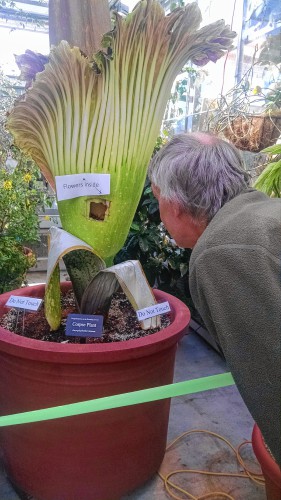 Corpse flowers bloomed all over, not just in N.H., last year – and that’s a puzzle