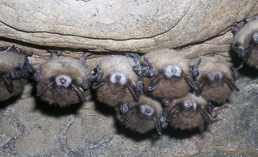 white nose syndrome pic