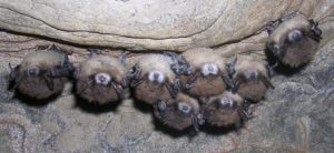 The fungus Pseudogymnoascus destructans gives white nose syndrome its name. (NH Fish and Game photo)