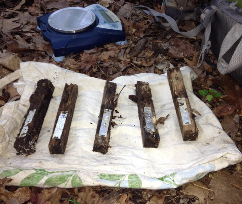 You can do science with anything – even rotting wooden stakes in the dirt
