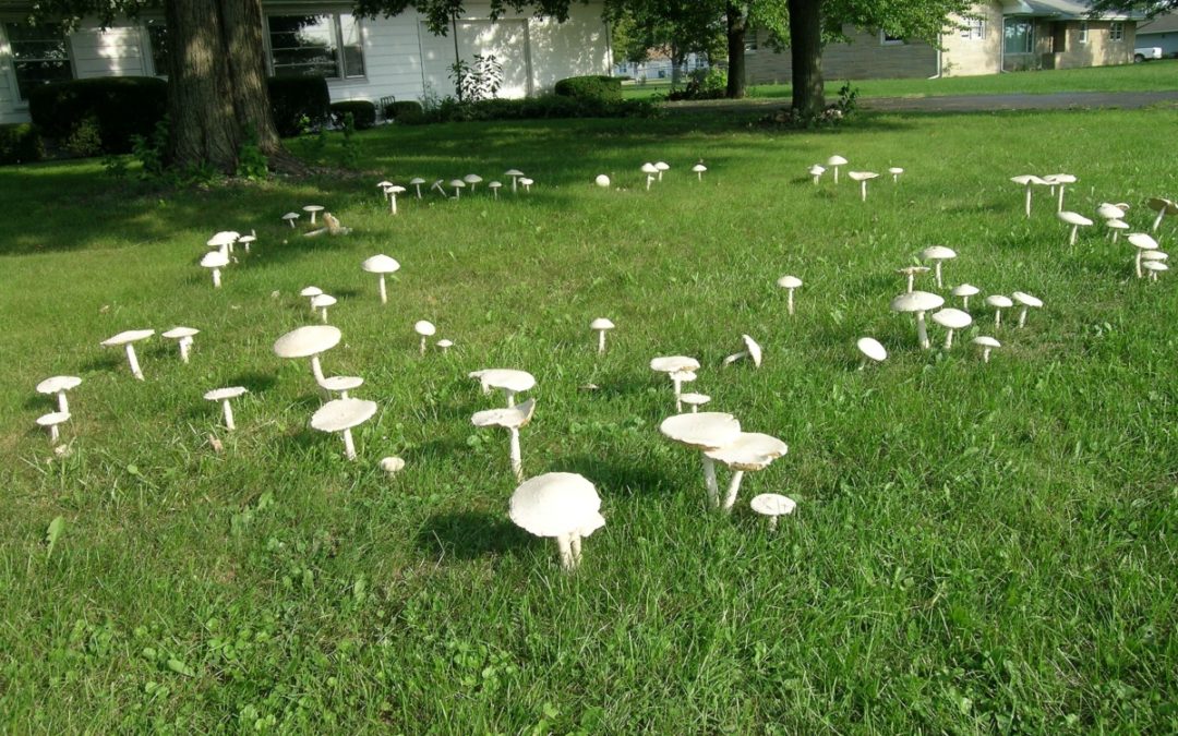 Lawns are lousy at recording climate change – mushrooms are much better