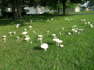 UNH photo by Michael Kuo: Amanita thiersii in a lawn, forming a classic "fairy ring."