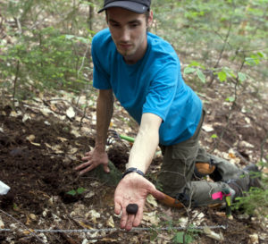 Doctoral student Ryan Stephens finds a truffle in the Bartlett Experimental Forest. (Credit: UNH)