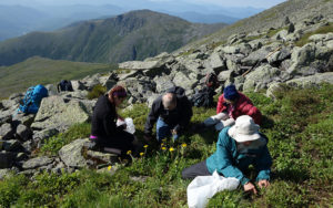 Photo by Allison Bell: Volunteers uproot dandelions in the alpine zone of the Presidential Range.