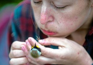 University of New Hampshire graduate student Erica Holm blows away the chest feathers of a warbler to help determine its gender and body-fat content. [John Huff/Fosters.com]