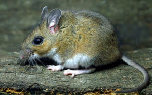 The white-footed mouse is the preferred host of black-legged ticks, which carry Lyme disease.