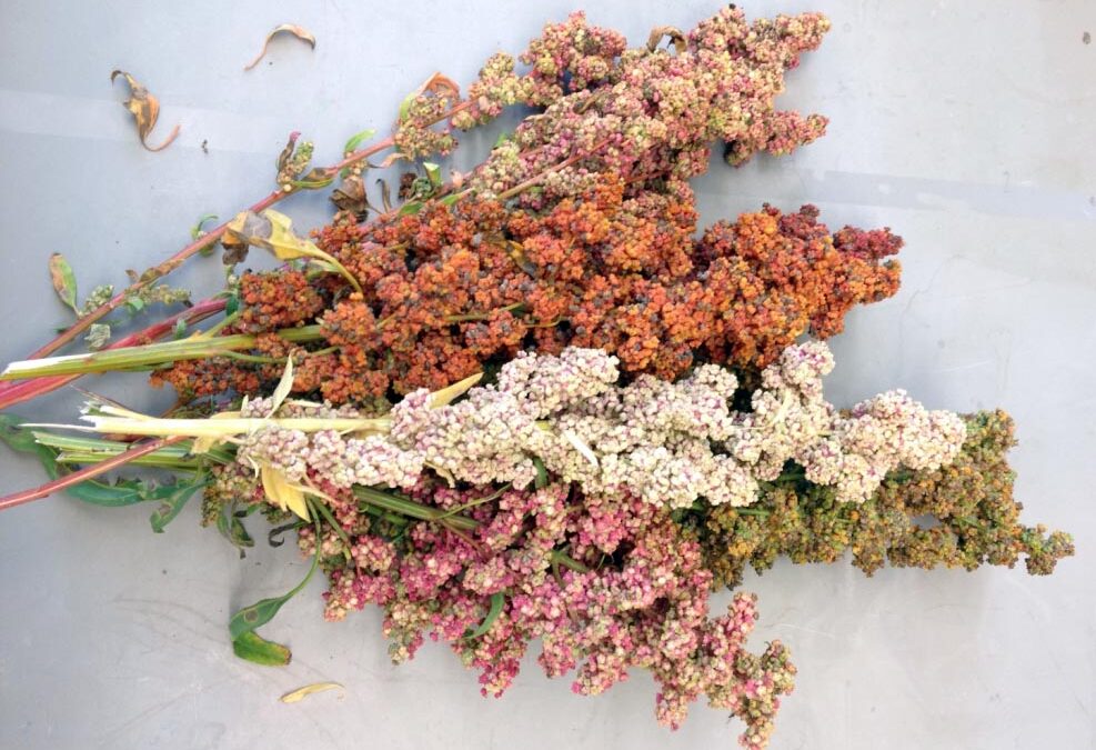 quinoa plants UNH