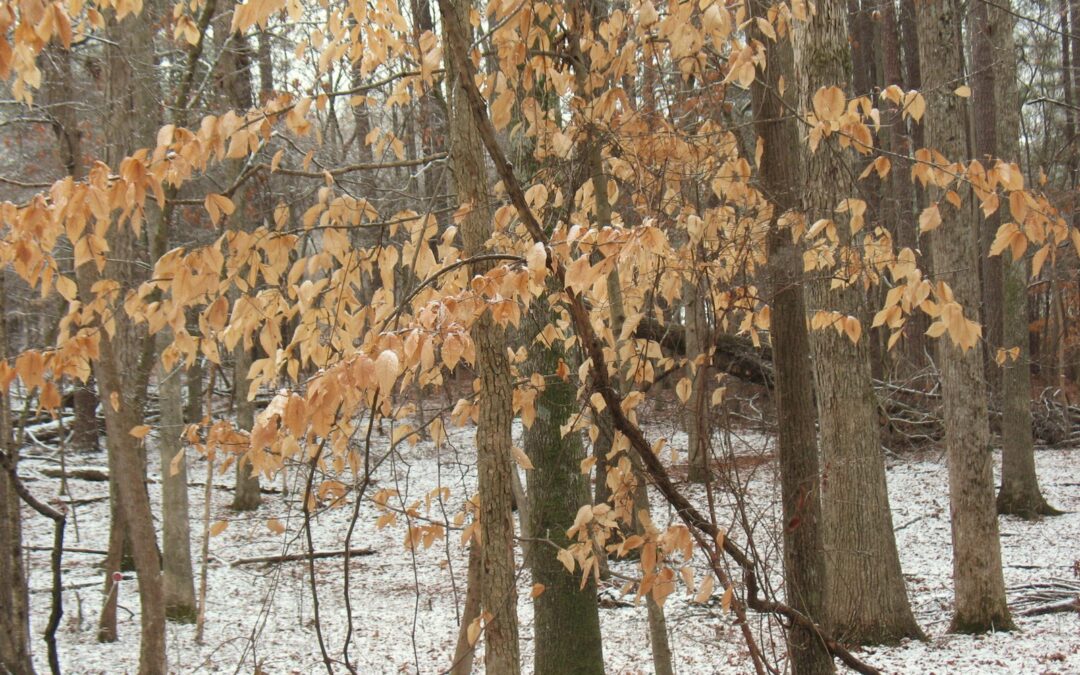 beech tree in snow