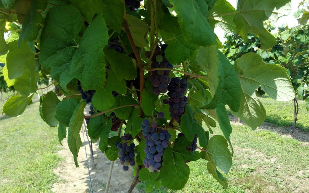 My mother’s dad grew table grapes in California in the 1940s; maybe I can grow them in NH in the 2010s