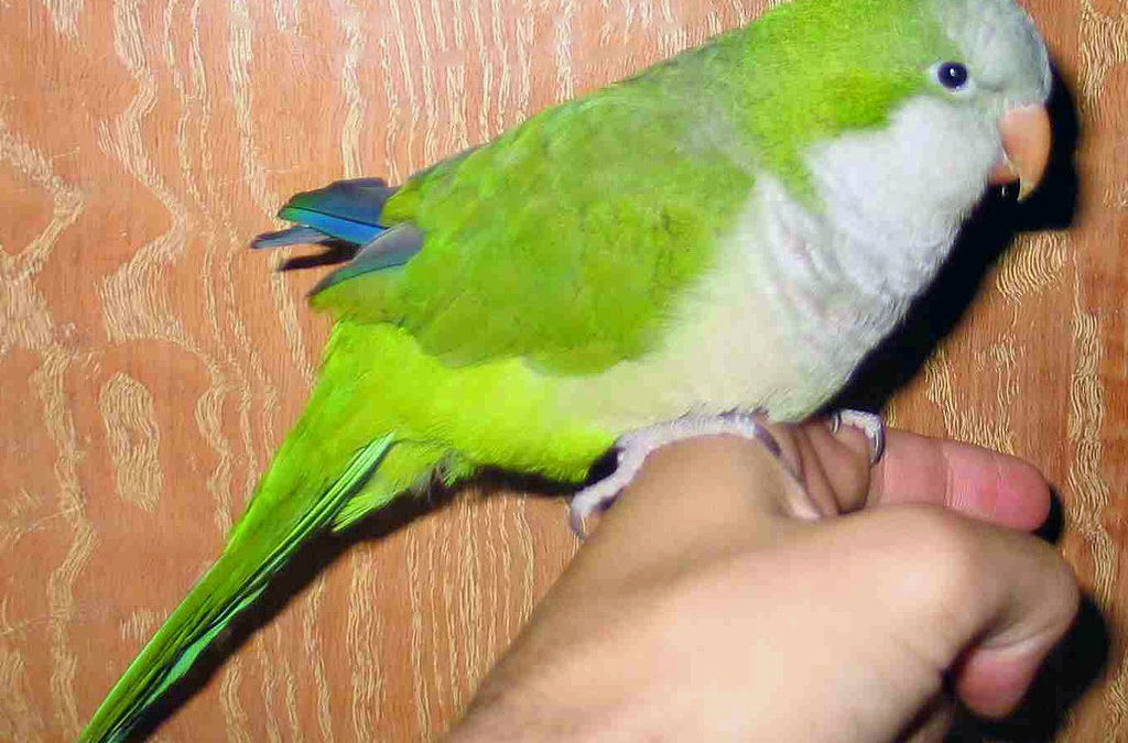 Mexico is seeing an invasion of monk parakeets – a species we decided not to ban because they’re cute