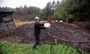 Mark Carbone of Snowbrook Farm in Eaton, New Hampshire throws acorns out into the pig pen on his farm last week. Mark Carbone